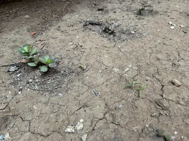 dried soil - Coaching as Catalyst: A Vision for Transformative Leadership